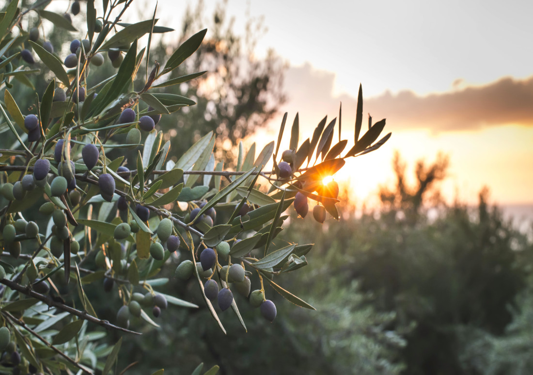 Oliven an Olivenbaum im Sonnenuntergang